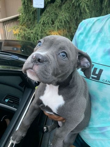 Wunderschöne und gesunde American Pitbull Welpen abzugeben