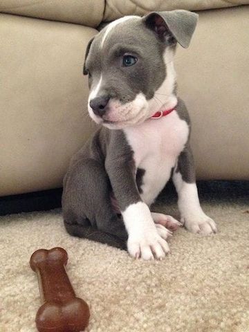 Amerikanische Pitbull-Welpen abzugeben
