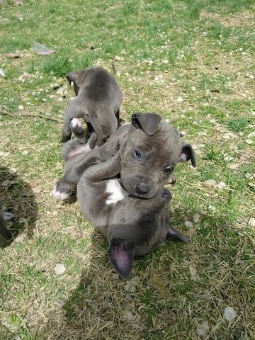 Amerikanische Pitbull-Welpen abzugeben