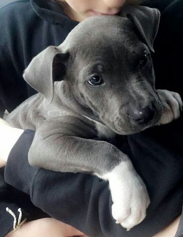 Amerikanische Pitbull-Terrier-Welpen
