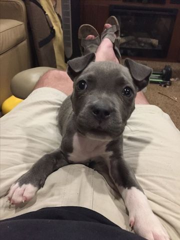 Wunderschöne American Staffordshire Terrier Welpen