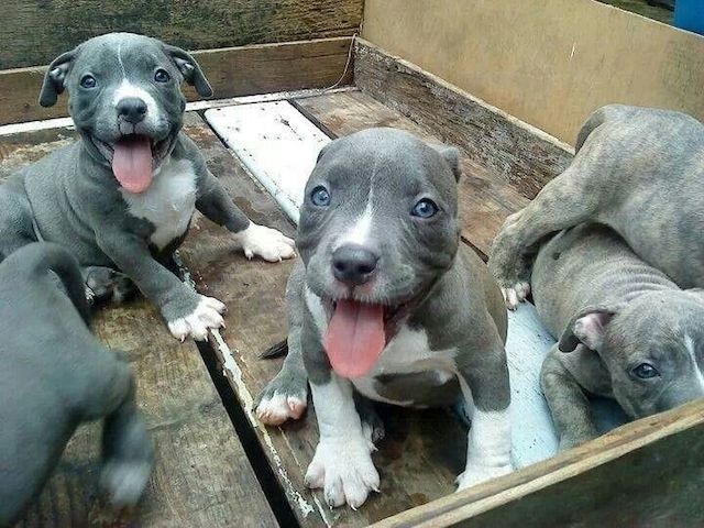 American-Staffordshire-Terrier-Welpen