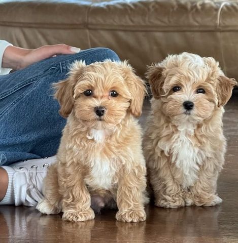 Wunderschöne Maltipoo-Welpen