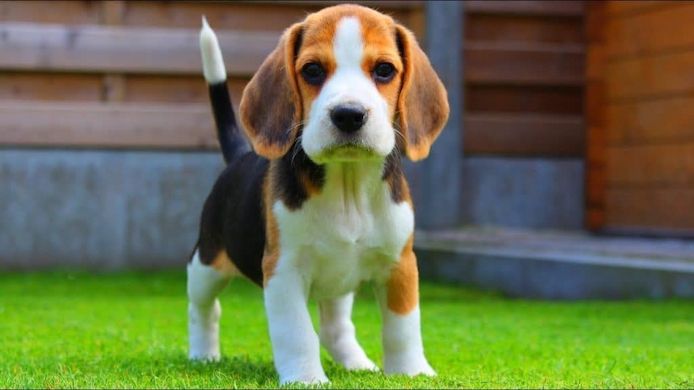 Beagle-Welpen. WhatsApp: +44 7469 456352