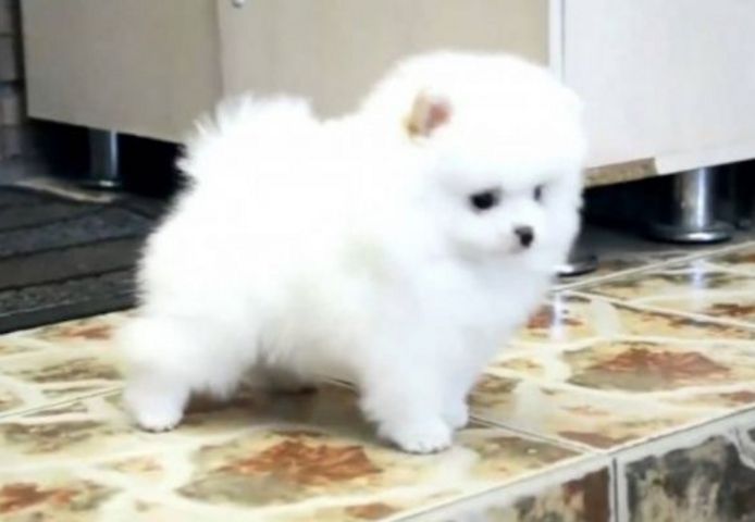 Zwergspitz (pomeranian Spitz)