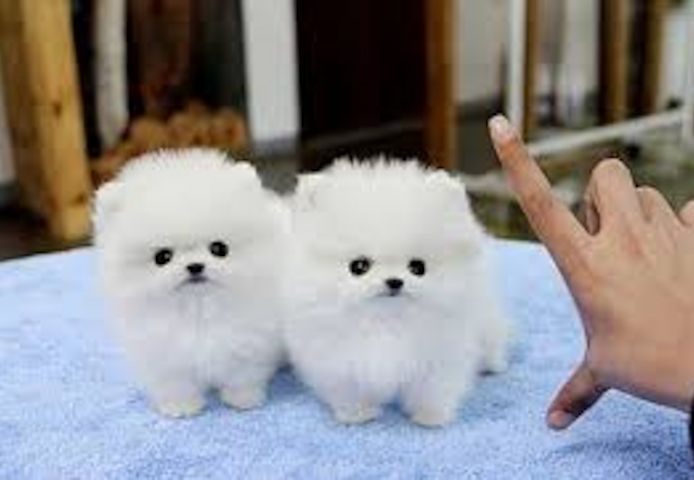 Pomeranian Zwergspitz Welpen Boo