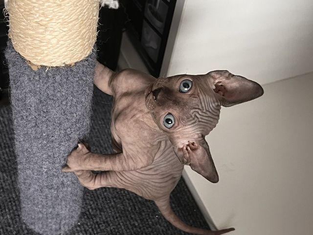Süße Sphynx kitten zu verkaufen
