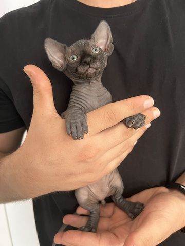 Süße Sphynx kitten zu verkaufen