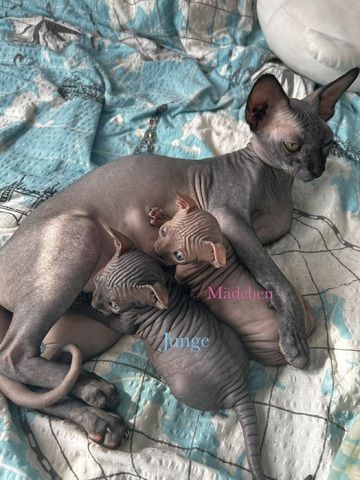 Süße Sphynx kitten zu verkaufen