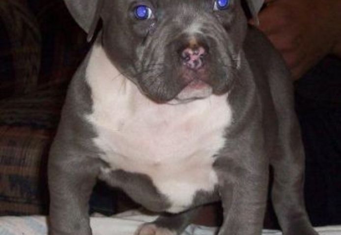 American Blue-Line Pit Bull Terrier Welpen W M