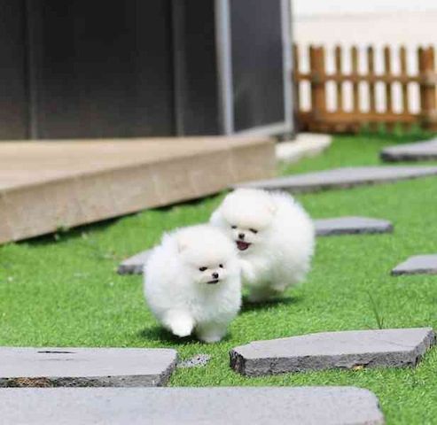 Pomeranian Zwergspitz Welpen