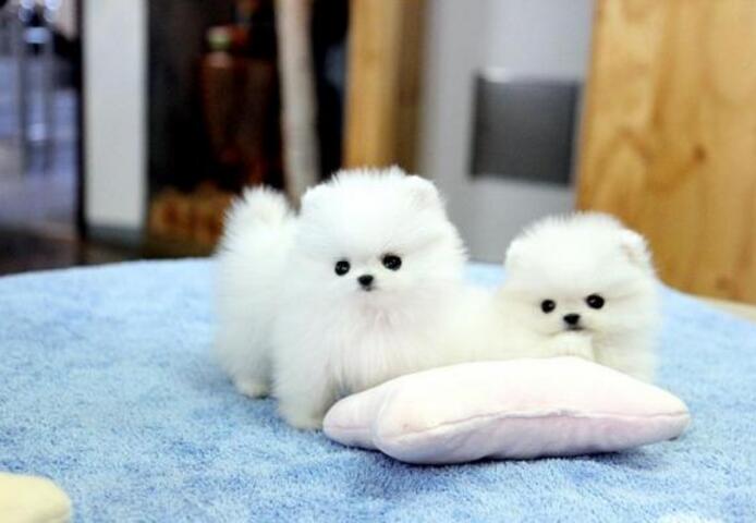 Pomeranian Zwergspitz Welpen Boo