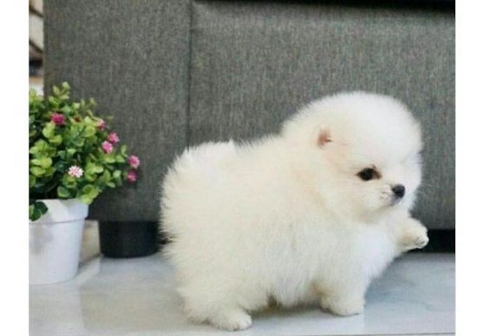 Miniatur Pomeranian Zwergspitz