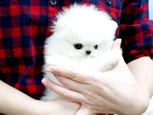 süßer, Zwergspitz-Pomeranian Welpen