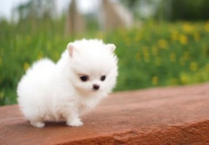 Reinrassige Mini Pomeranian welpen