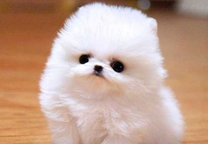 Zwergspitz Pomeranian (mini Welpen )