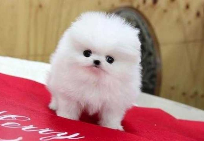 Pomeranian zwergspitz welpen suchen ein neues zuhause