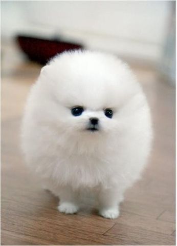 Gut aussehender pomeranian Zwergspitz