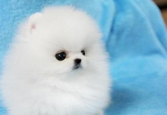 ZWERGSPITZ POMERANIAN MINI