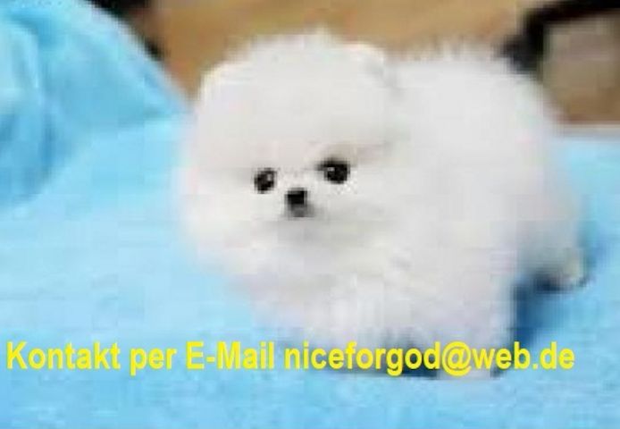 Pomeranian-Welpen verfügbar