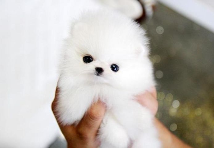 Pomeranian Zwergspitz Welpen