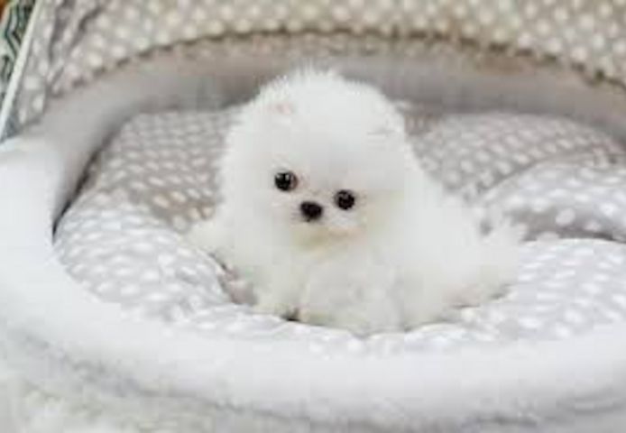 Wunderschöne Zwergspitz Pomeranian-Welpen