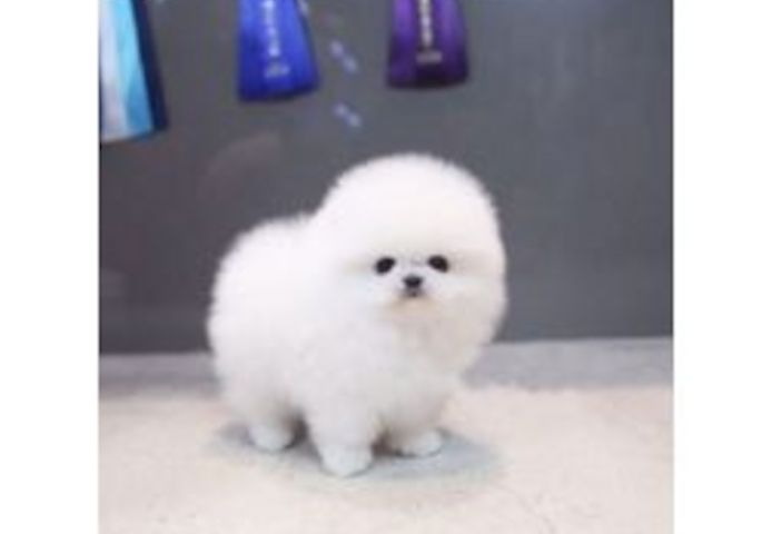 Reinrassige Pomeranian welpen