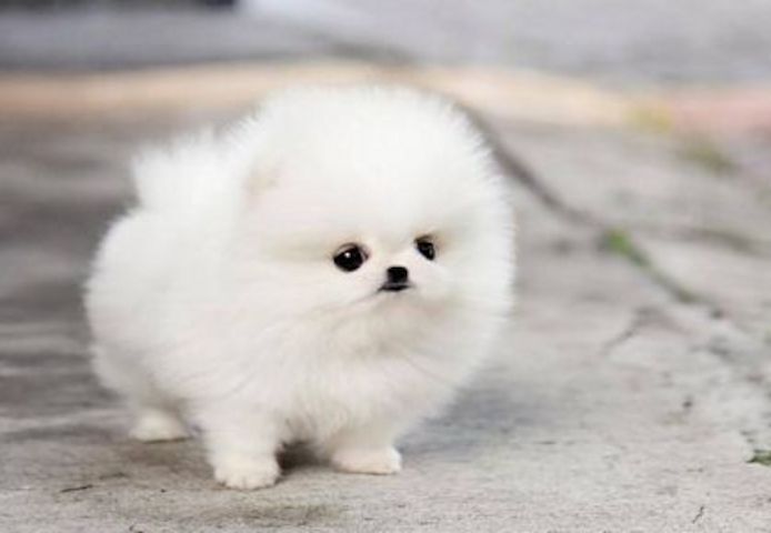 Reinrassige Mini Pomeranian welpen