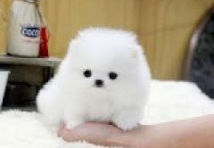 Wunderschöne Pomeranian-Welpen