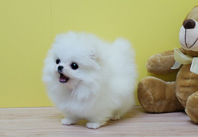 Zwergspitz Pomeranian (mini Welpen )