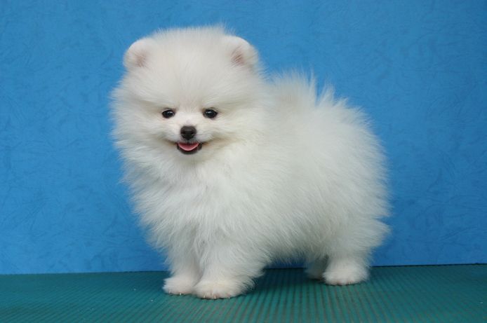Reinrassige Pomeranian welpen