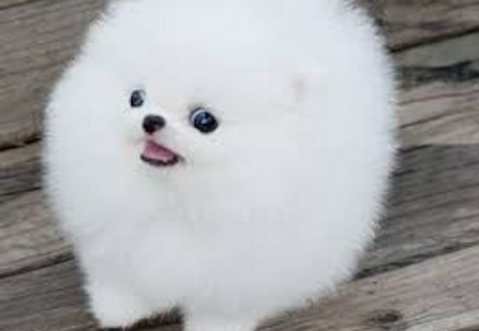 Reinrassige Mini Pomeranian welpen