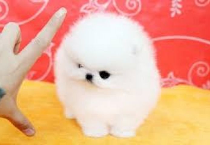 Wunderschöne Pomeranian-Welpen
