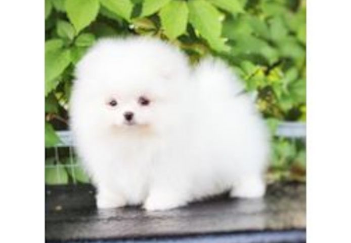 Zwergspitz (pomeranian Spitz)
