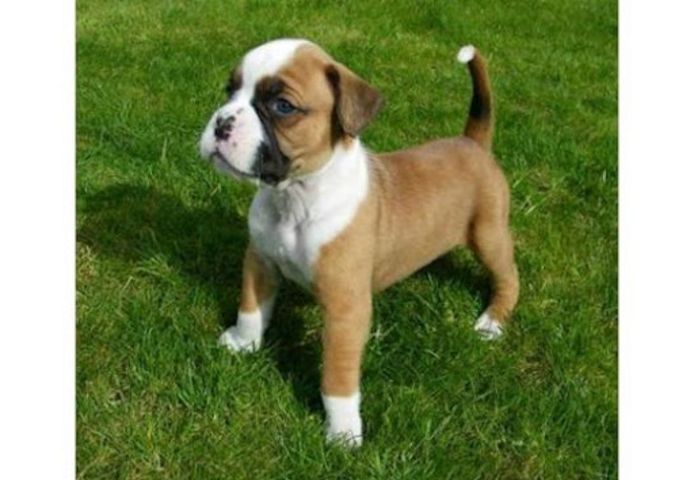 Boxer-Welpen. WhatsApp: +44 7469 456352