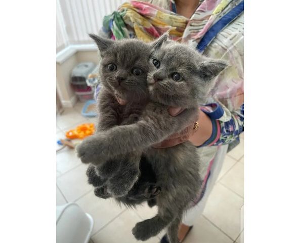 Wunderschöne, reinrassige BKH Kitten Kätzchen