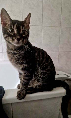 Bengal Charcoal Kitten Kater