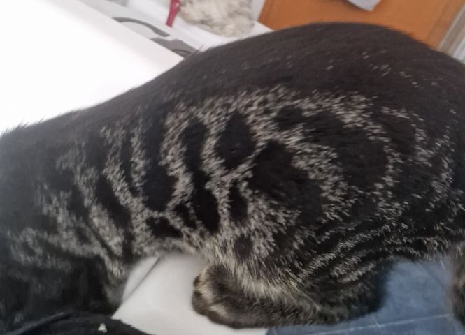 Bengal Charcoal Kitten Kater
