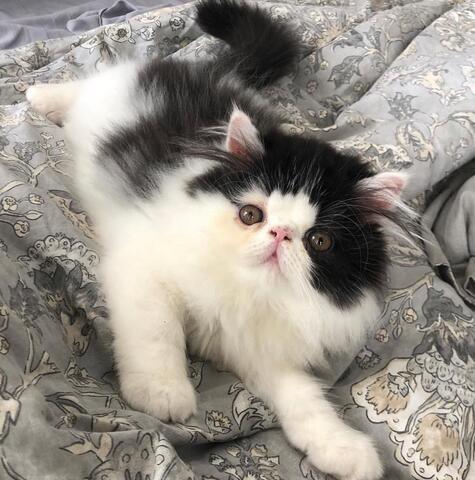 Das ist Milo – dein neuer bester Freund!