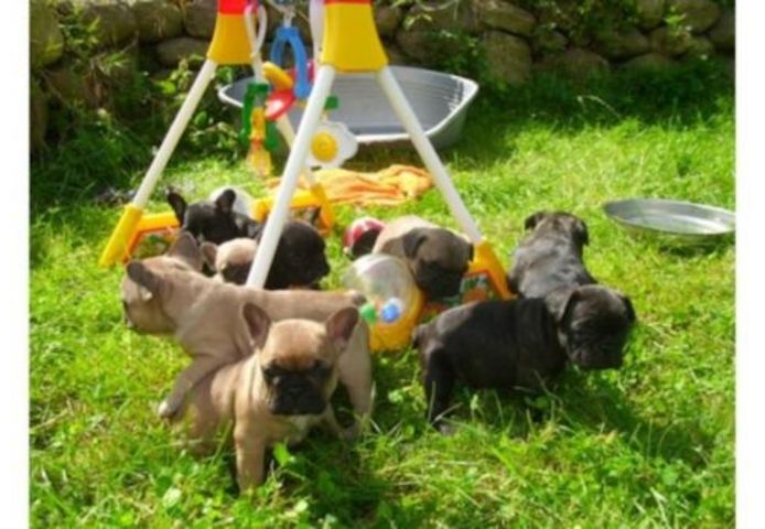 Französische Bulldogge Welpen,.