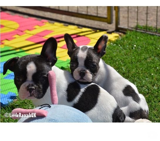 Französische Bulldogge Welpen,,