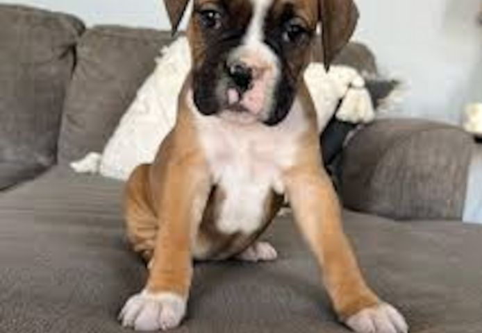 Boxer-Welpen. WhatsApp: +44 7469 456352