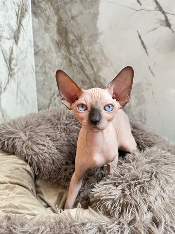 Canadian Sphynx Kitten mit Stammbaum