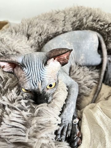 Canadian Sphynx Kitten mit Stammbaum