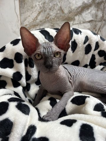 Canadian Sphynx Kitten mit Stammbaum