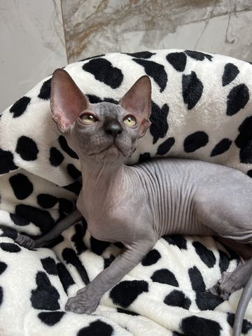 Canadian Sphynx Kitten mit Stammbaum