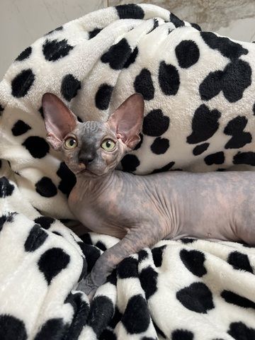 Canadian Sphynx Kitten mit Stammbaum