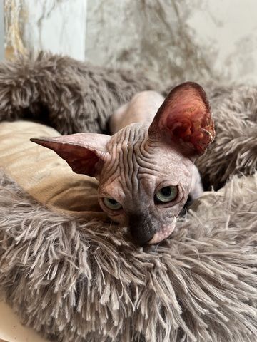 Canadian Sphynx Kitten mit Stammbaum
