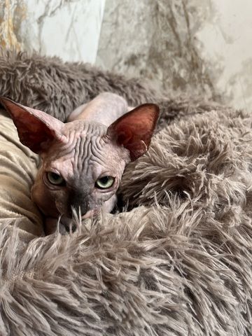 Canadian Sphynx Kitten mit Stammbaum