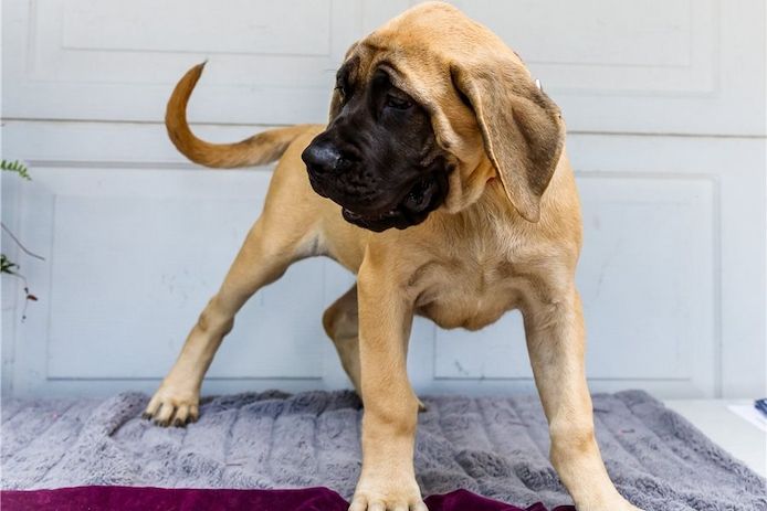 Bullmastiff Welpen suchen ihre Familie